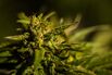 A Tiny African Kingdom Wants to Export Its Cannabis to the World