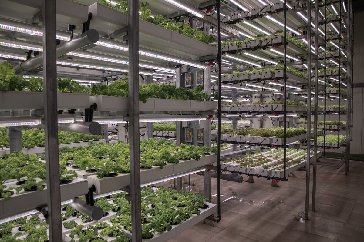 Vertical Farming Is Enjoying a Second Growth Spurt
