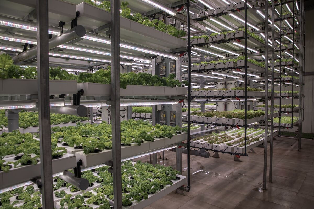 bloomberg.com - Lara Williams - Vertical Farming Is Enjoying a Second Growth Spurt