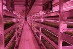 relates to Inside London's New Subterranean Urban Farm