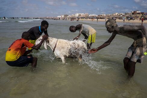 1473452602_Senegal-Sheep