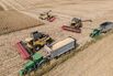 Hungarian Corn Harvest Amid Record European Drought
