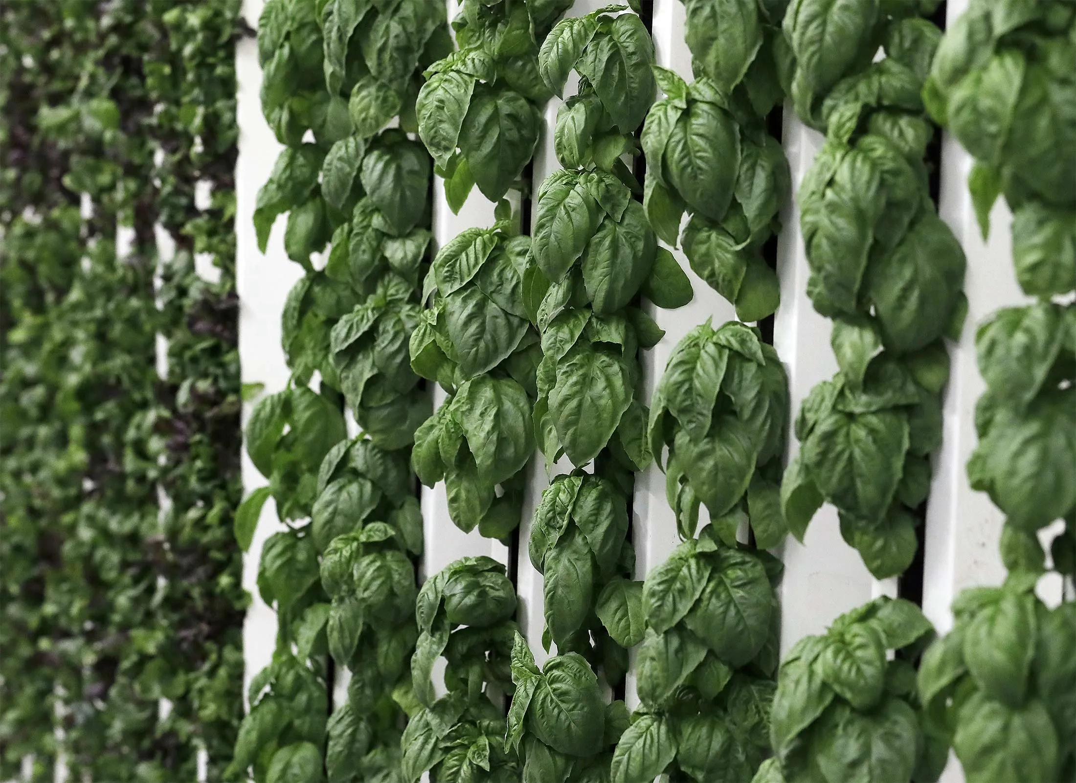 Basil plants grow&nbsp;on towers in the grow room at the Plenty, Inc. office in South San Francisco, Calif.&nbsp;