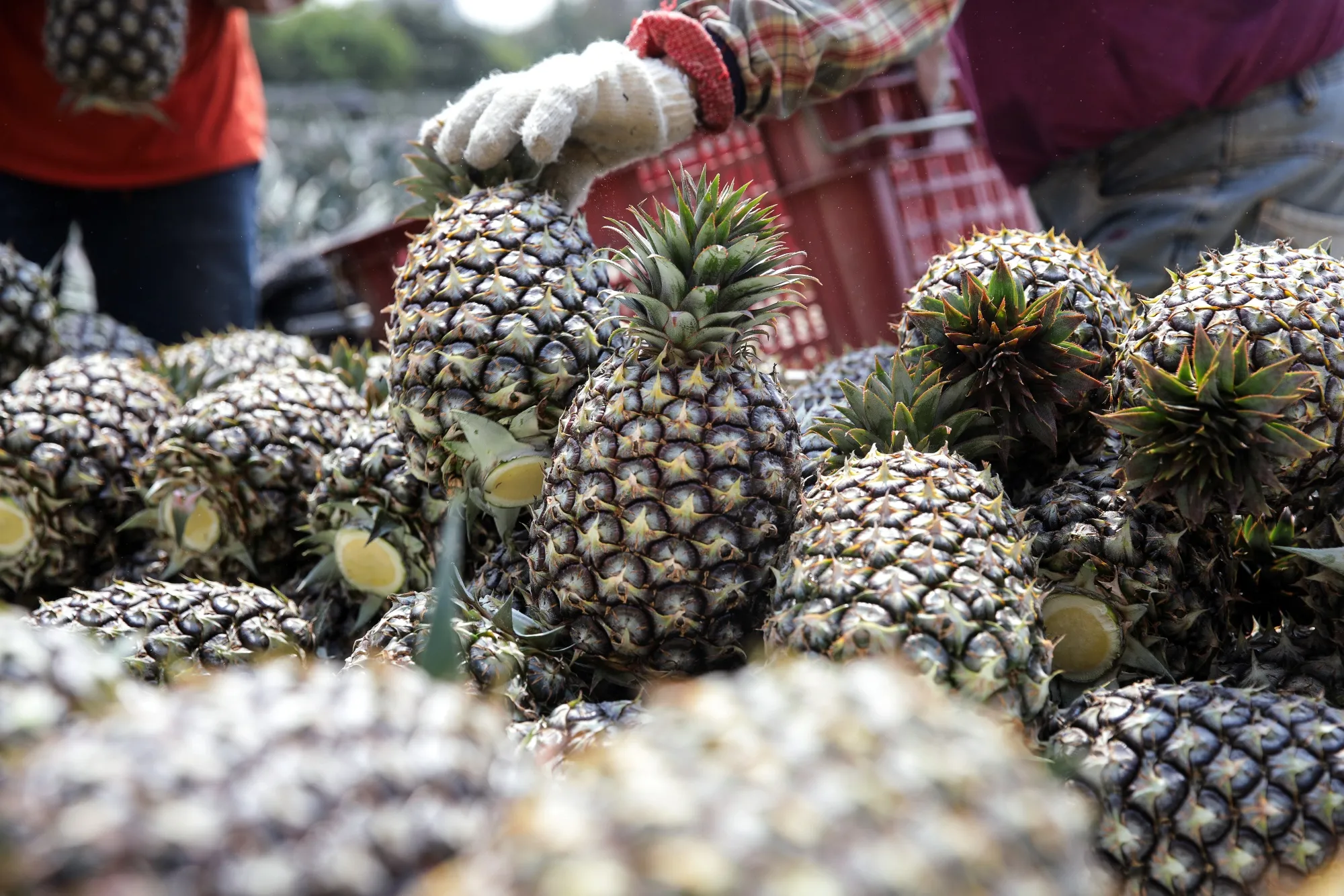 Pineapple Harvest In Taiwan Amid Latest Trade Dispute With China