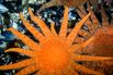 Scientists Are Breeding Sea Stars in a Lab to Rehabilitate Warming Oceans
