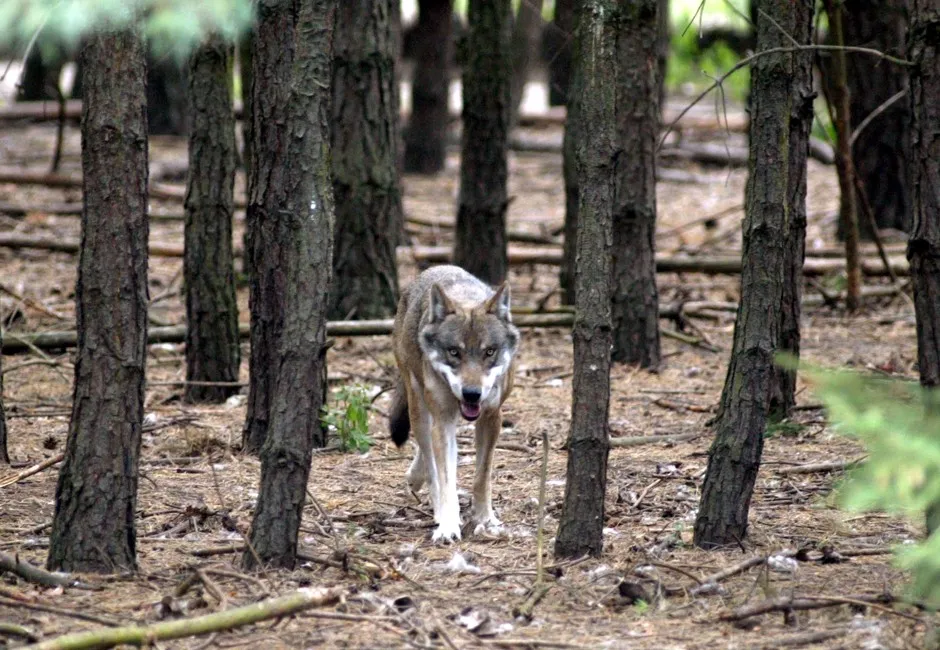 A wolf in an outdoor enclosure at a game park in Gross-Schoenebeck, north of Berlin. A century after hunters killed the last wolf in Germany, the creatures returned across the Polish border to settle in Saxony.