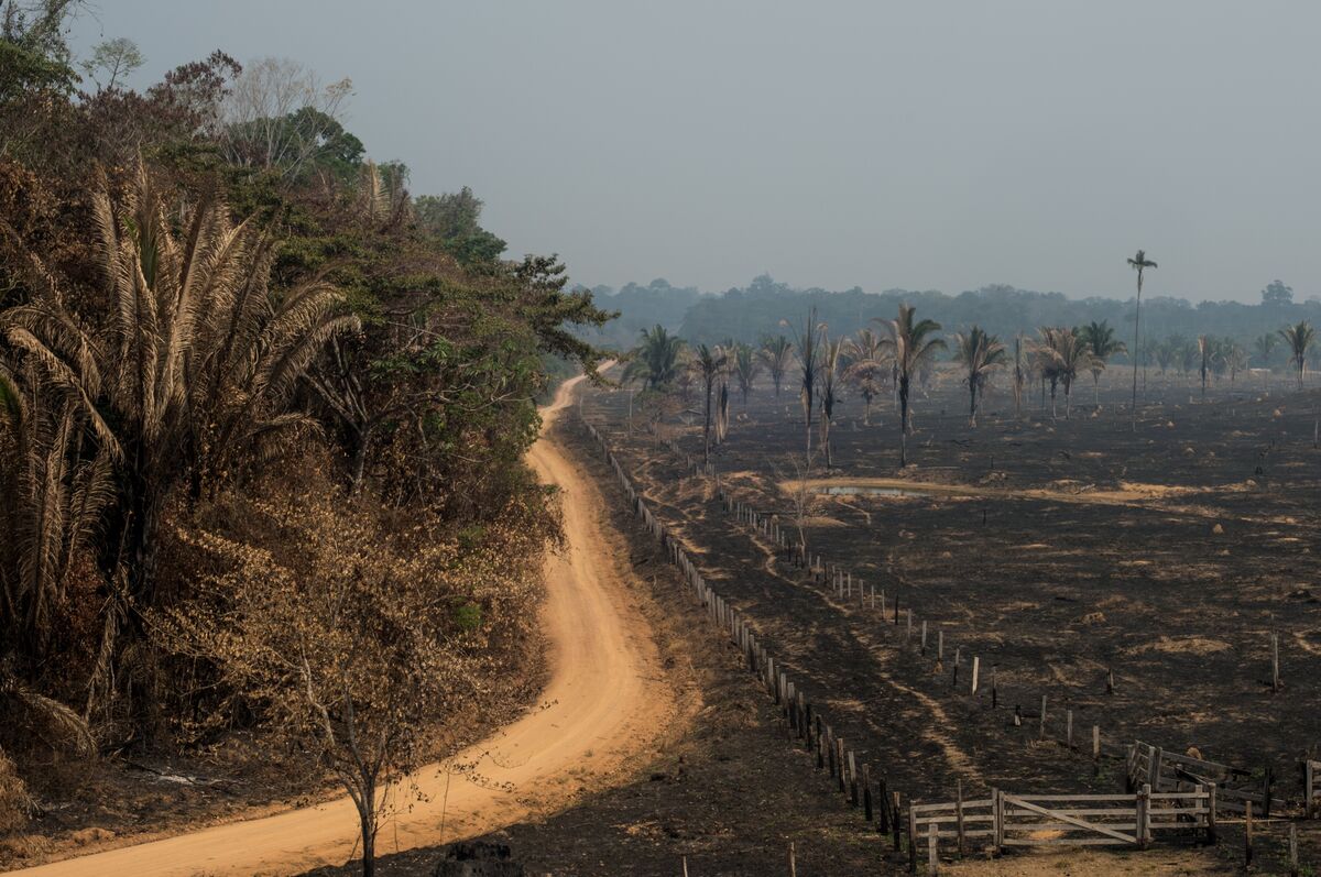 100 Countries Pledge to End Deforestation at COP26 Backed by $19 Billion -  Bloomberg