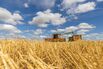 A combine harvester empties grain into a trailer in Chelmsford, UK.