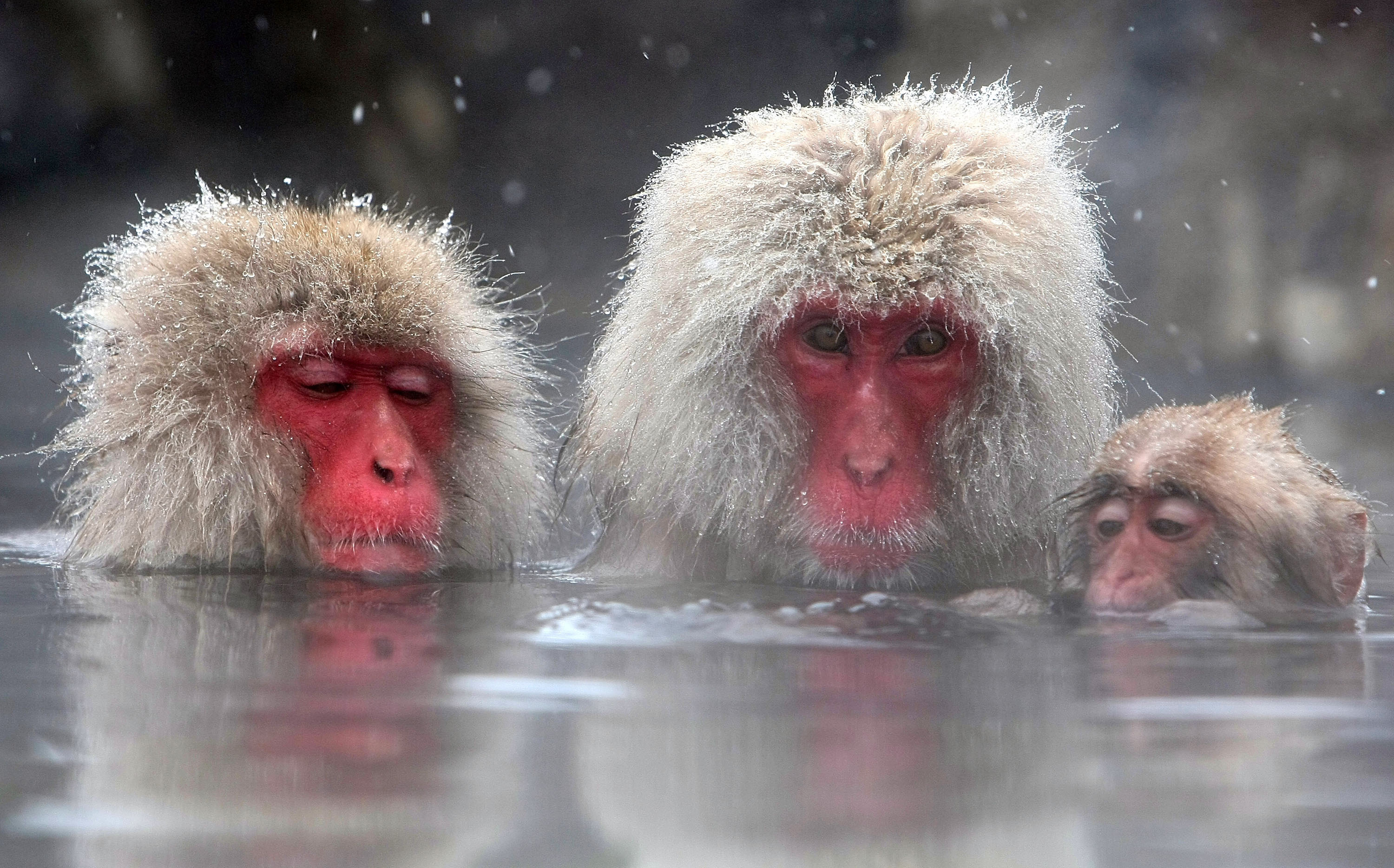 Обезьяна в теплой воде песни слушать. Обезьяны в термальных источниках. Японские макаки в горячих источниках. Снежные обезьяны. Обезьянки в горячем источнике.