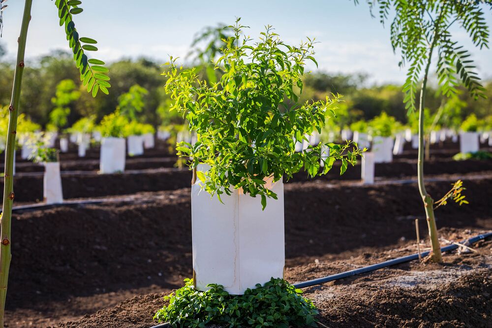 Australian Sandalwood Plantation Is About To Make Its Owners A Lot Of Money Bloomberg