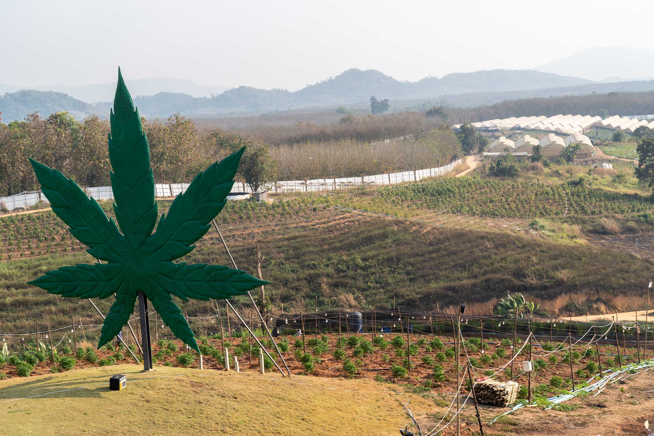 Outdoor cannabis cultivation in northern Thailand