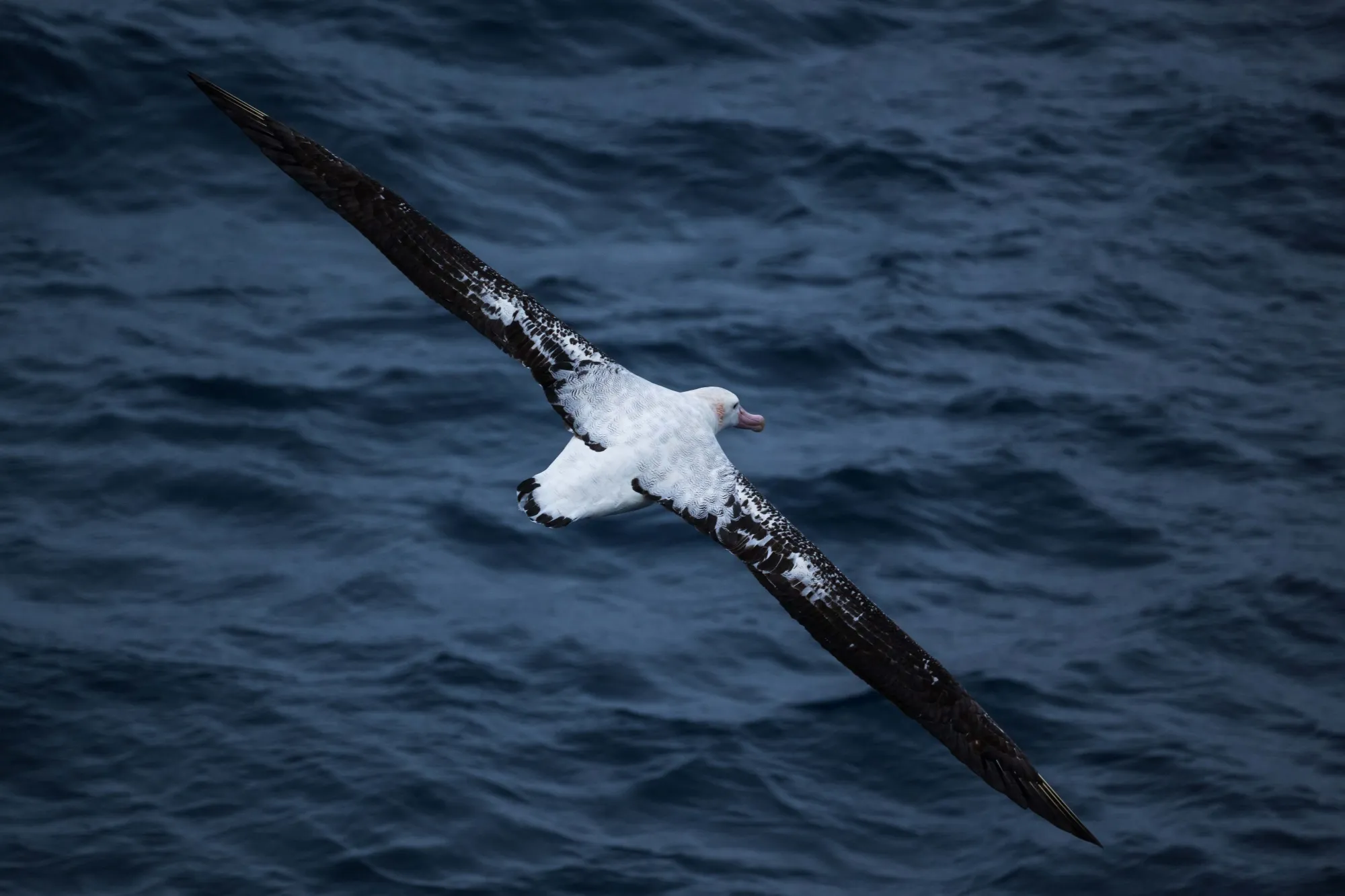 An albatross flies over the Southern Ocean.