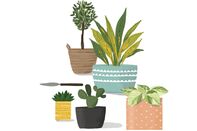relates to How to Keep Your Houseplants Alive After Covid