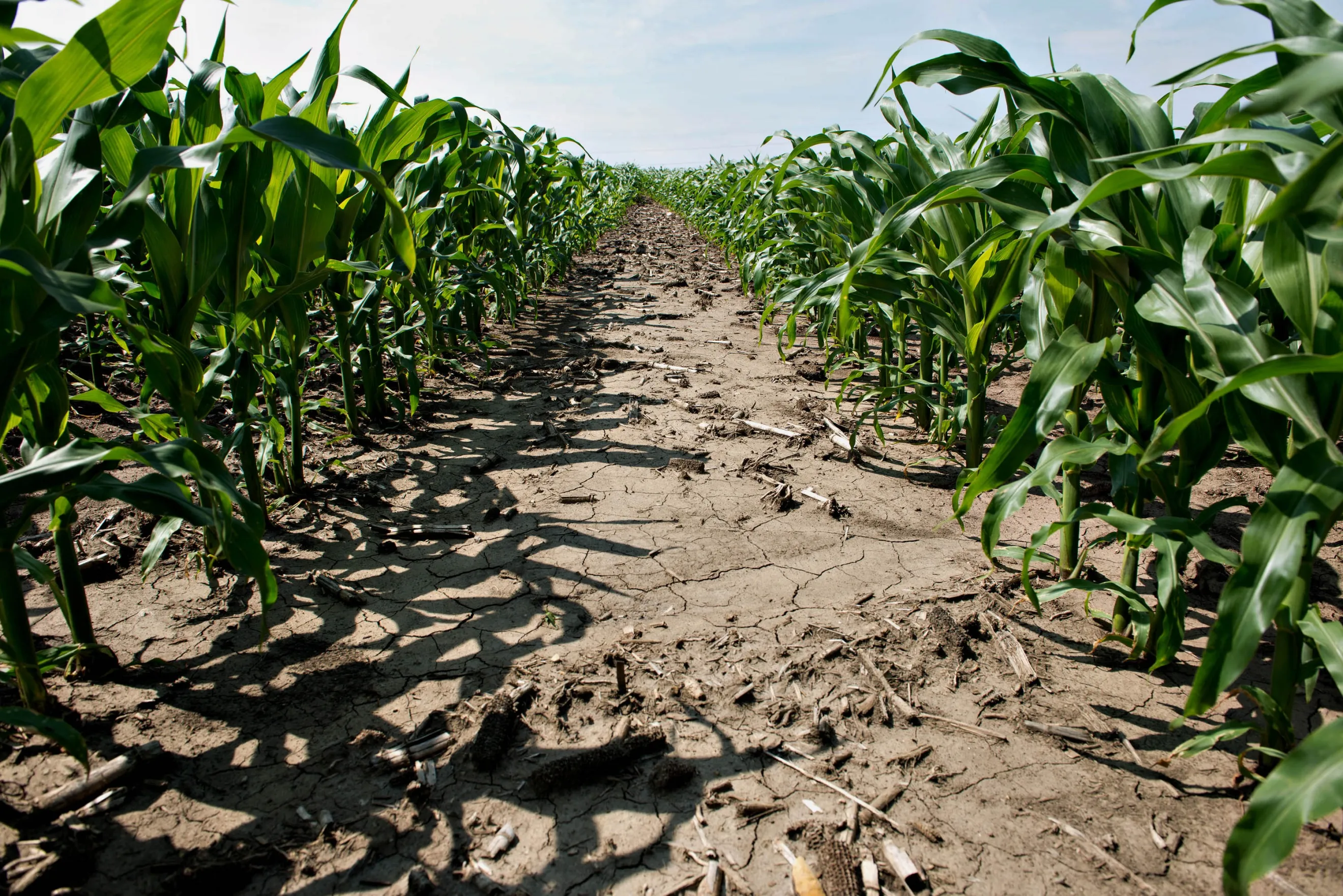 Corn stands in a field outside Tiskilwa, Illinois.