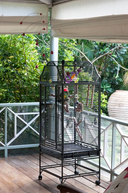 Mr. P the Parrot's favorite word is "darling."