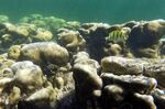 Fish swimming by a coral reef off Pate island on the coast of Kenya. 
