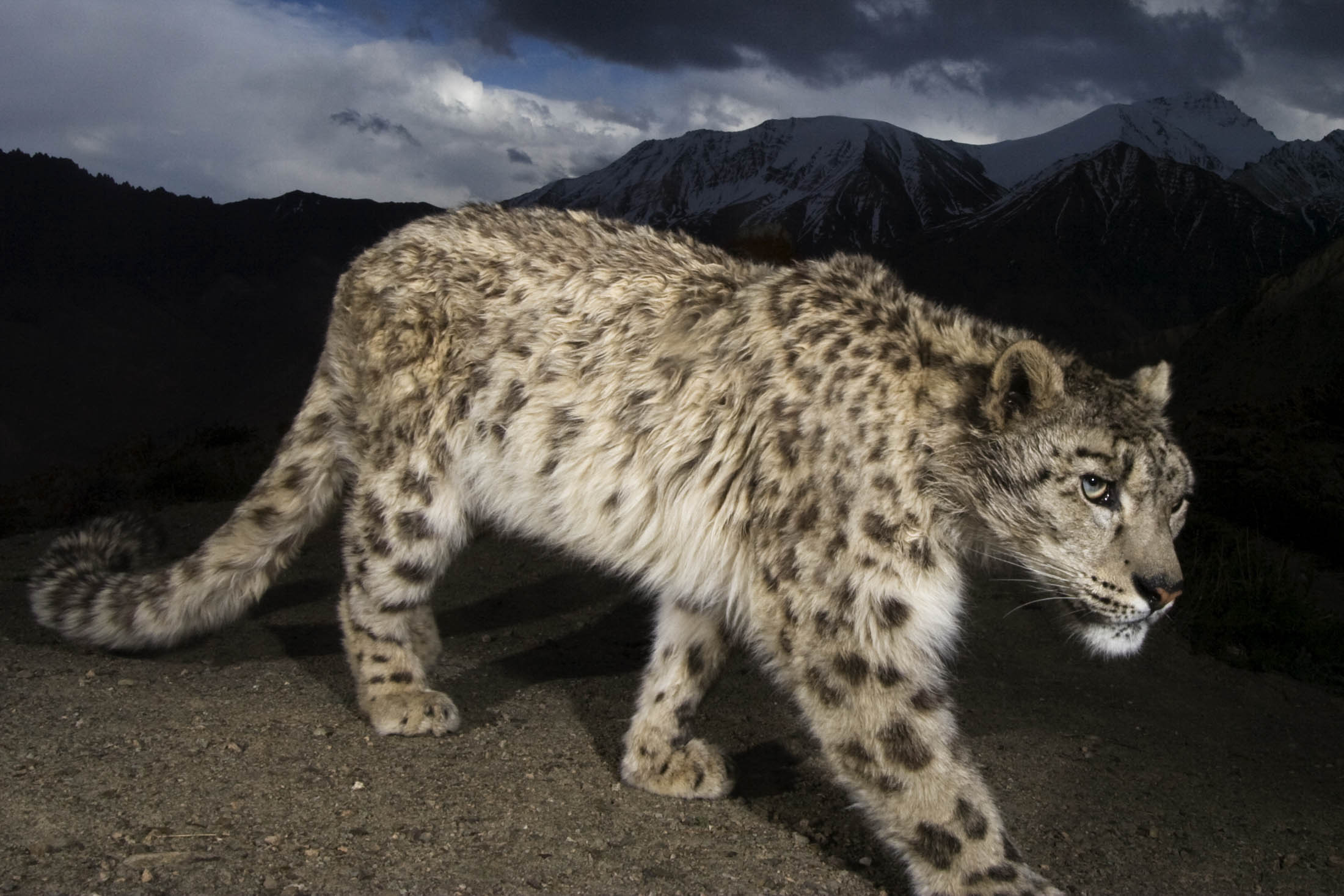 Blue Ice - Snow Leopard