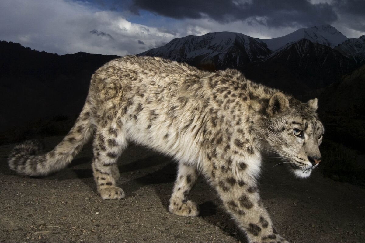 What To Know Before You Go Tracking Snow Leopards At 13 000 Feet Bloomberg