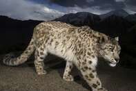 A remote camera captures a snow leopard at Hemis National Park in Ladakh, Jammu, and Kashmir, India.