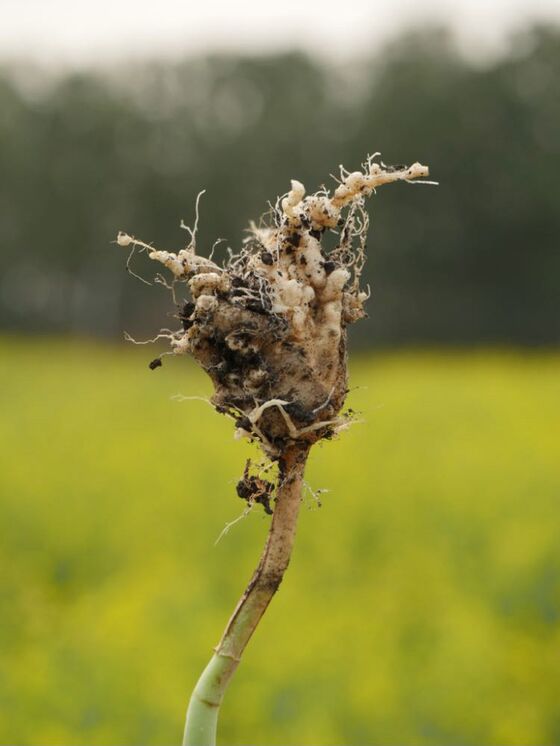 Plant Killer Taking Root in Canada Imperils Canola Windfall