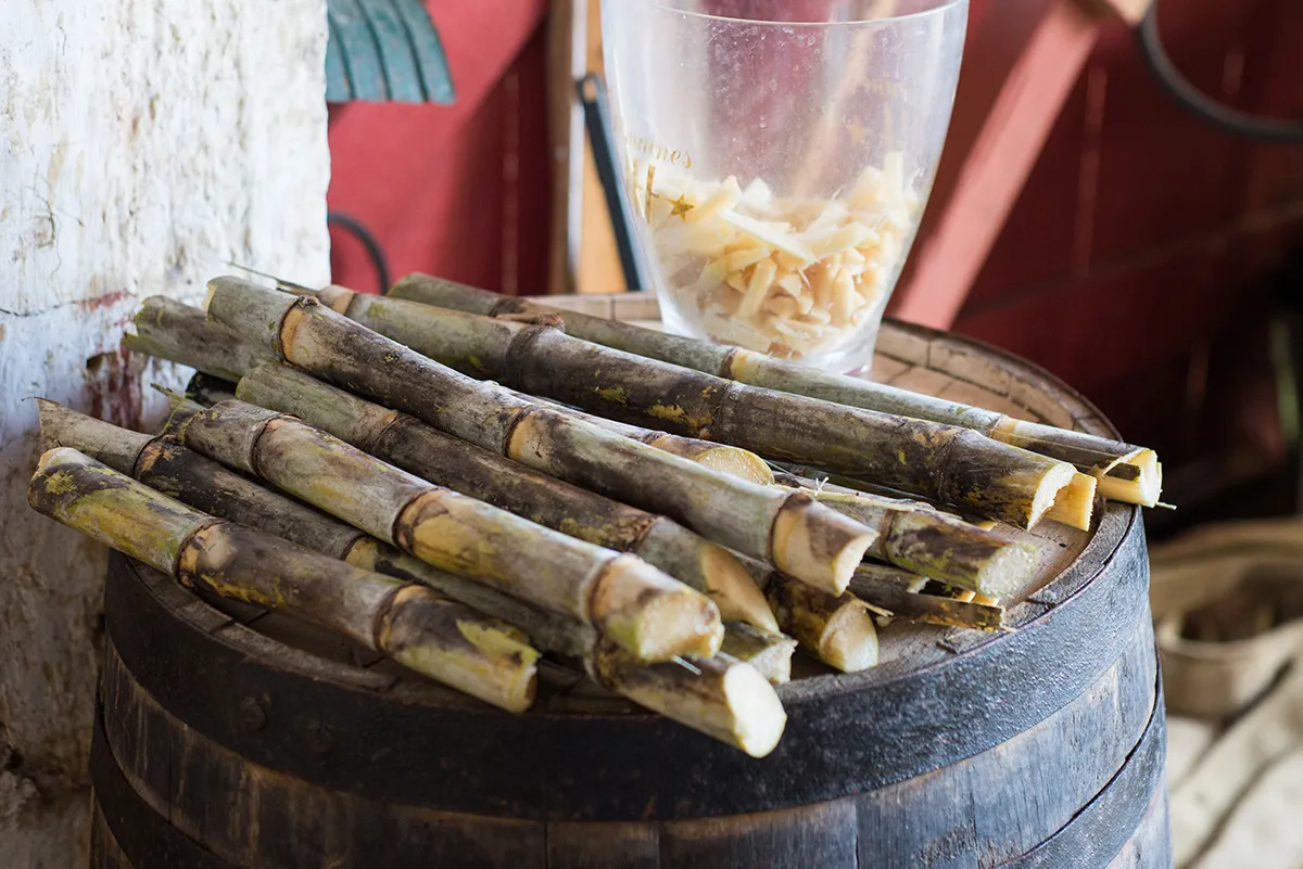 Fresh sugar cane ready to be made into rum at St. Nicholas Abbey.