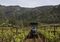 CALISTOGA, NAPA VALLEY, CA - 2009: A tractor sprays sulphur dust in Araujo Estate Winery's "Eisele" cabernet sauvignon vineyard as seen in this 2009 Calistoga, California, early morning spring photo. (Photo by George Rose/Getty Images)