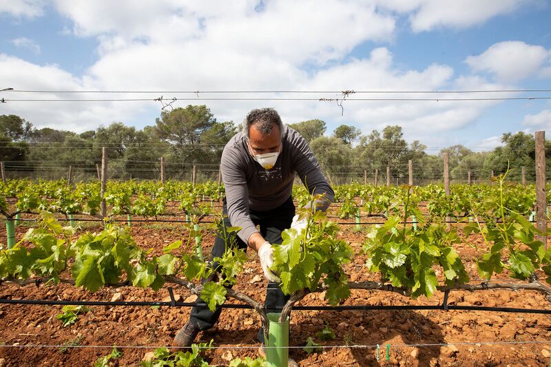 TOPSHOT-SPAIN-HEALTH-VIRUS-WINE