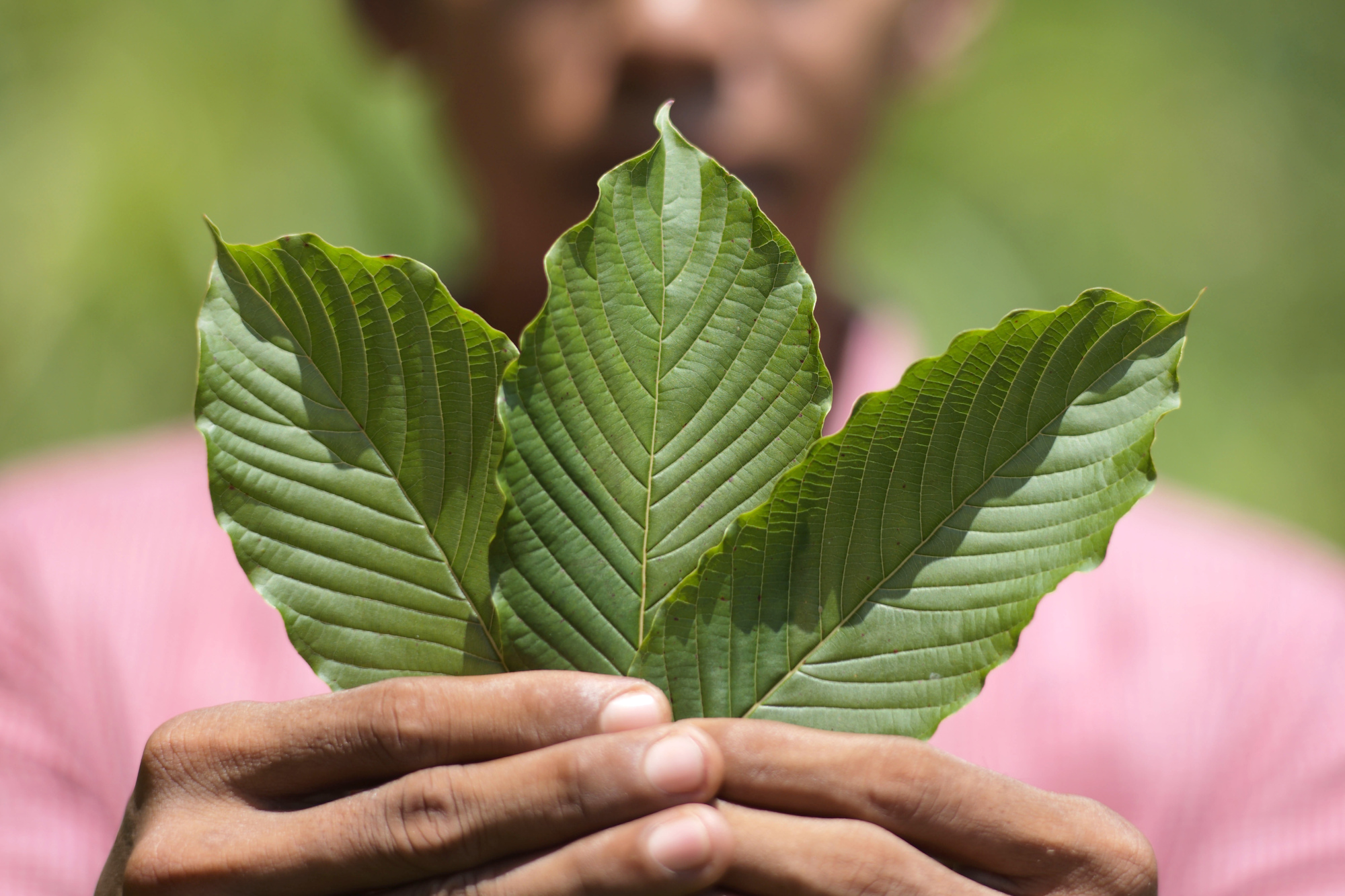 Herbal supplement kratom targeted by lawsuits after a string of