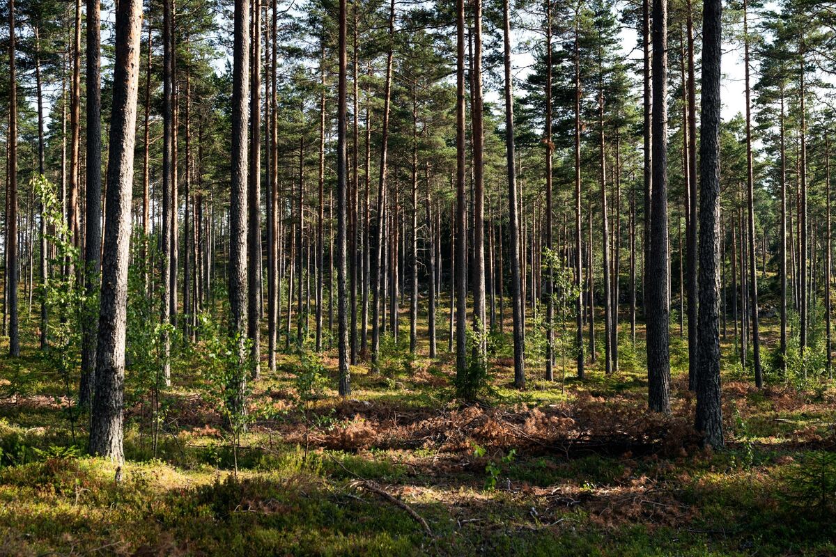 Swedish Northvolt Teams Up With Stora Enso to Develop Wood-Based ...