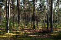 Finnish Forests as EU Announce Forestry Strategy In Green Plan