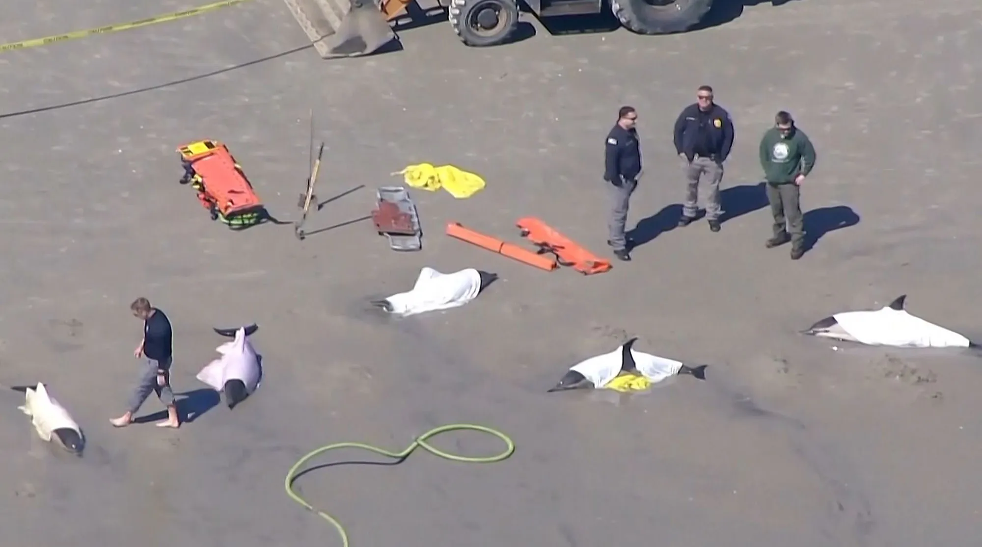 Crews of first responders attend to beached dolphins in Sea Isle, New Jersey on Wednesday.