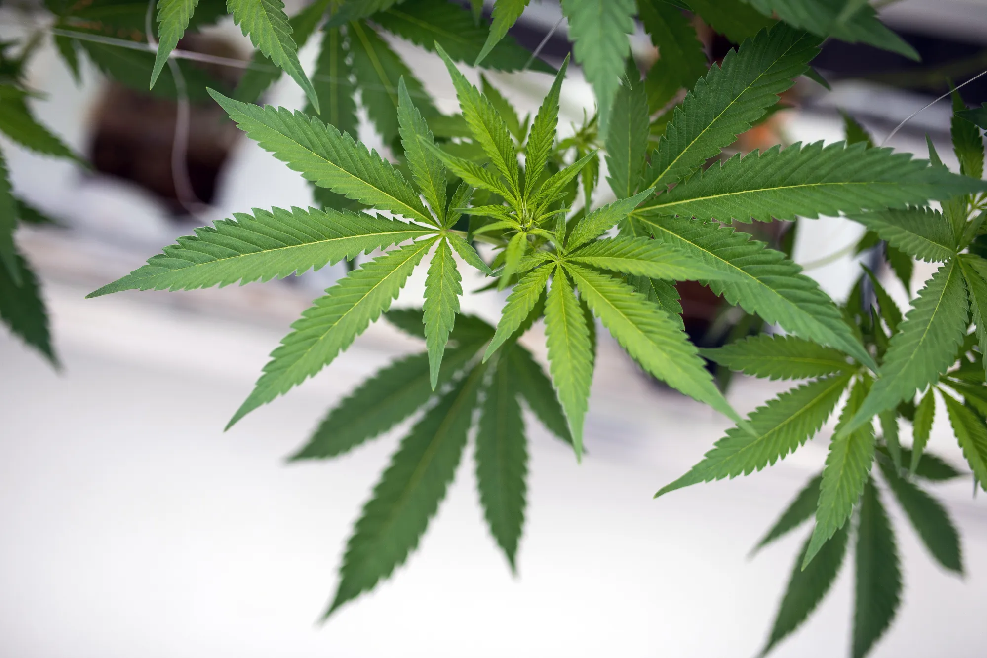 Cannabis plant grow in a greenhouse in Canada.