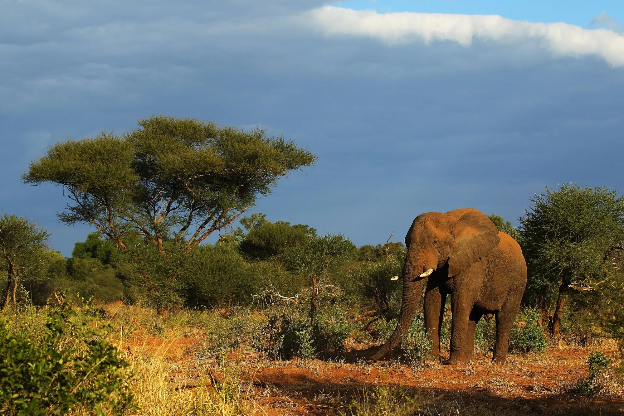 An elephant walks&nbsp;in Kruger National Park, South Africa.&nbsp;