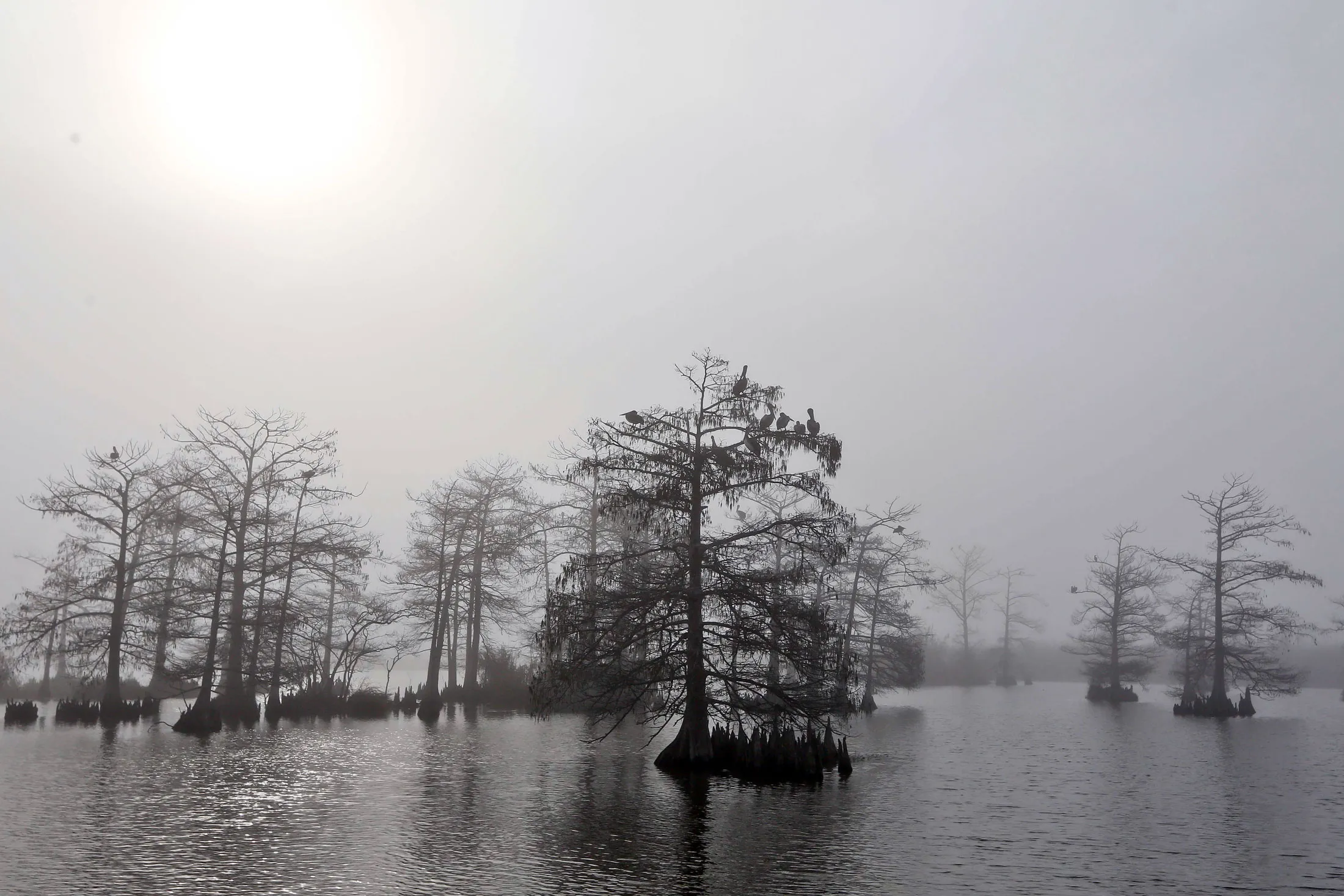 Trees stick out of a marsh in Venice, La. Sea-level rise threatens the future of homes and businesses in Plaquemines Parish and surrounding coastal areas.
