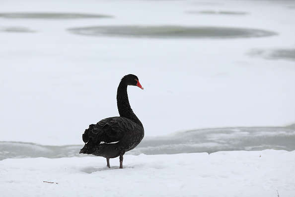 Markets can come undone by black swans.