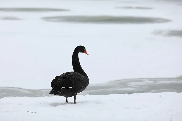 Markets can come undone by black swans.