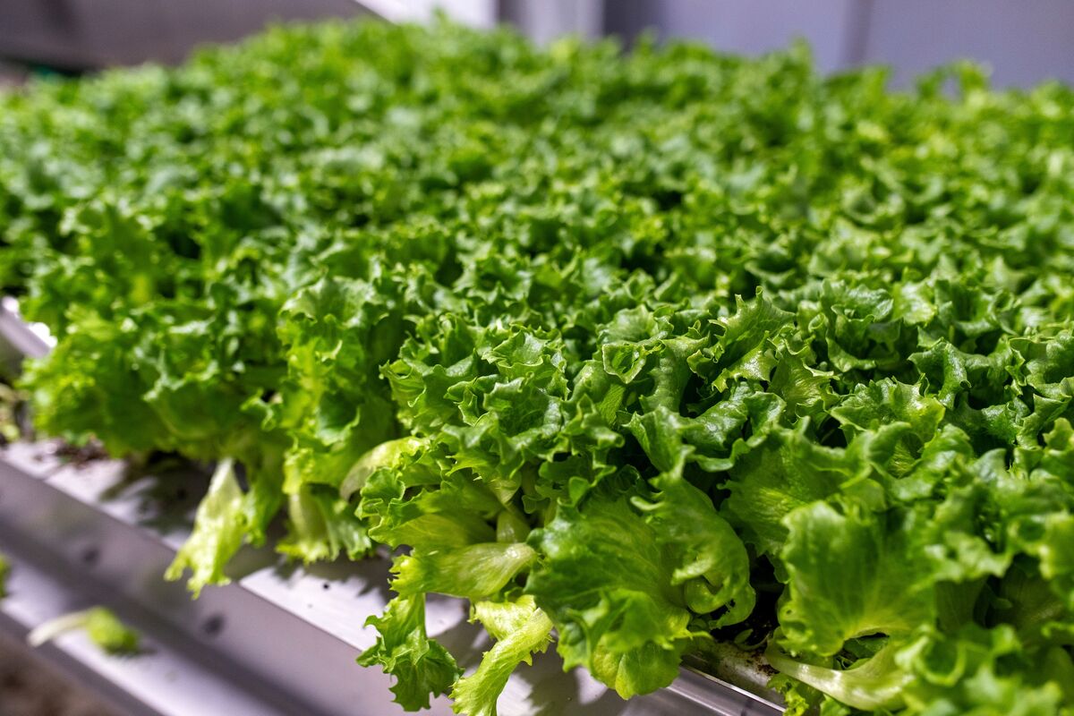 Cyclospora Outbreak Tips Struggling Salad Chain Into Bankruptcy