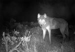 An image released by Colorado Parks and Wildlife shows a wolf on a CPW-owned game camera in Moffat County, Colo. on June 3, 2020.