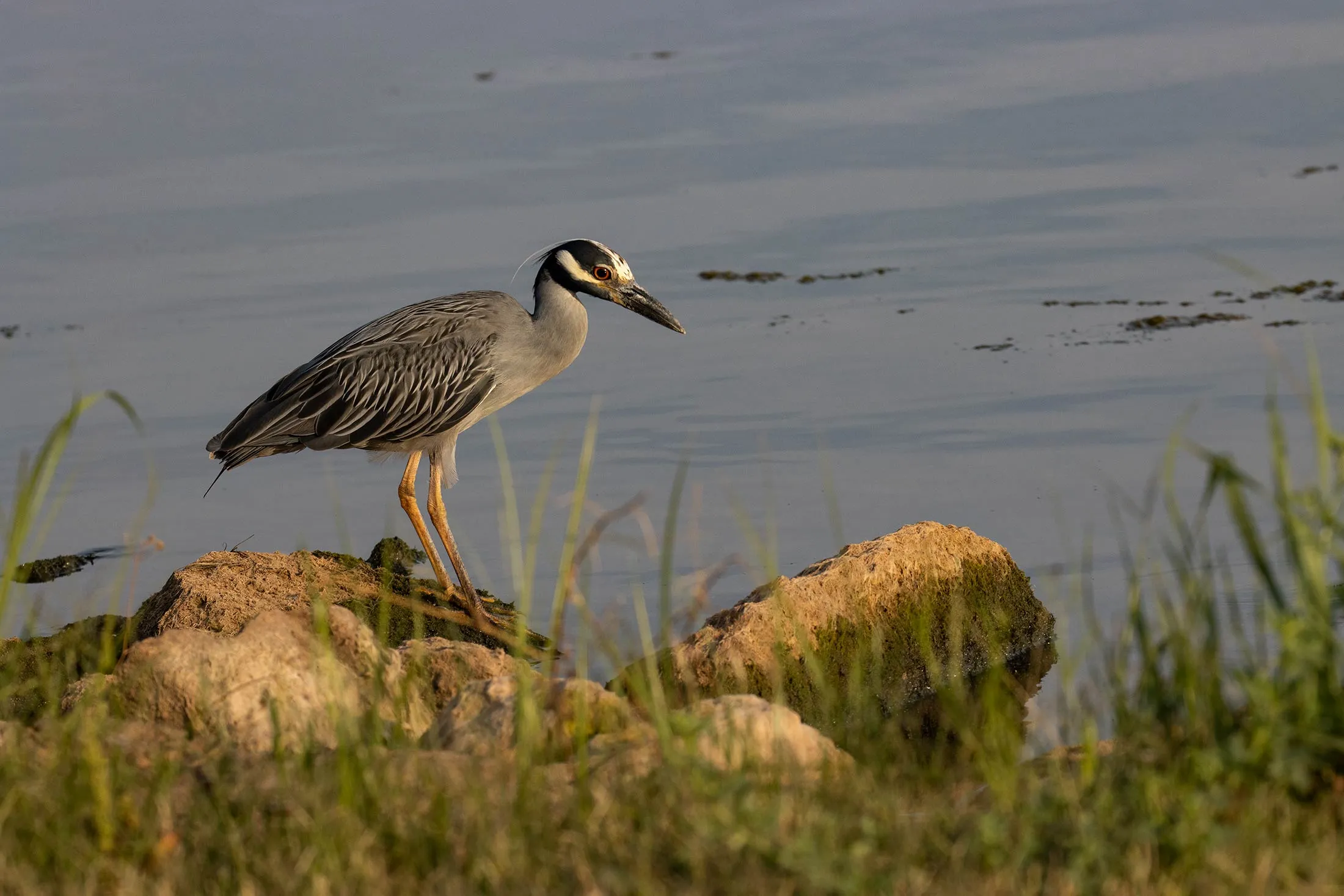 Yellow-Crowned Heron