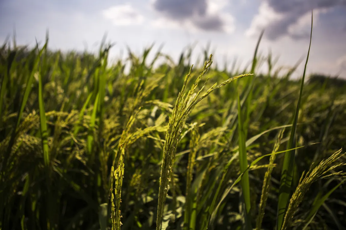 Sugar Turns Bitter For India Mills As Losses Increase In World's Second-Largest Sugar Maker