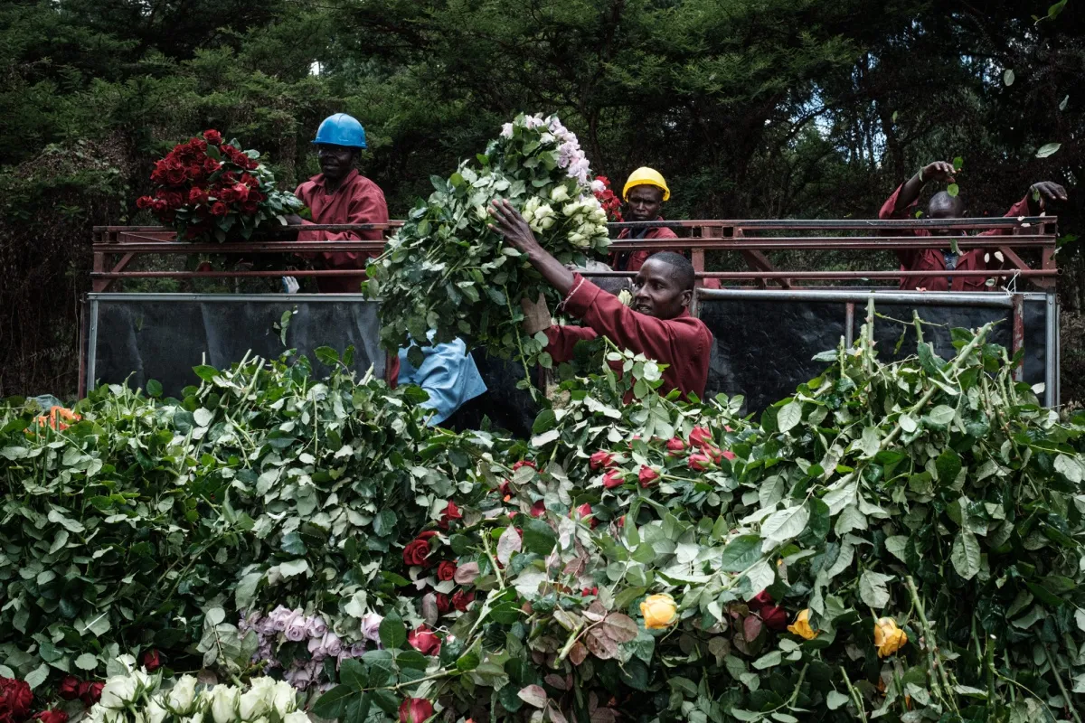 Flower farm workers process an order of roses in Nakuru, Kenya.