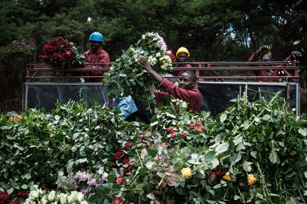 Rose Flower Farming In Kenya Best Flower Site