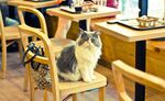 relates to The Long Regulatory Road to America's First Cat Cafe