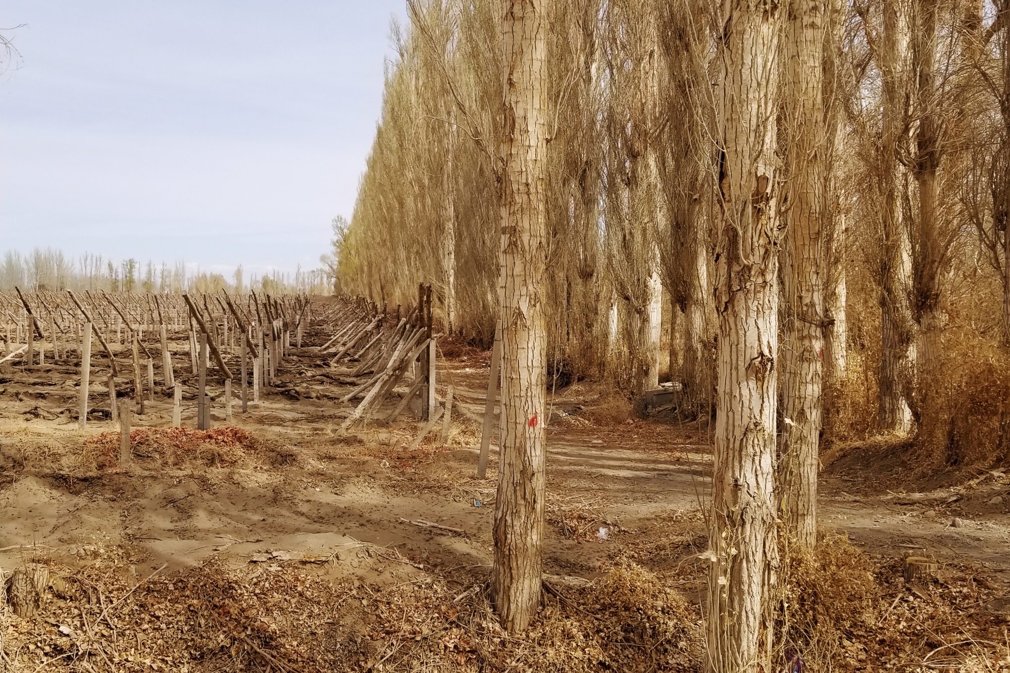 Grape grower Hao Ling’s vines at the Yangguan Forestry Farm.&nbsp;