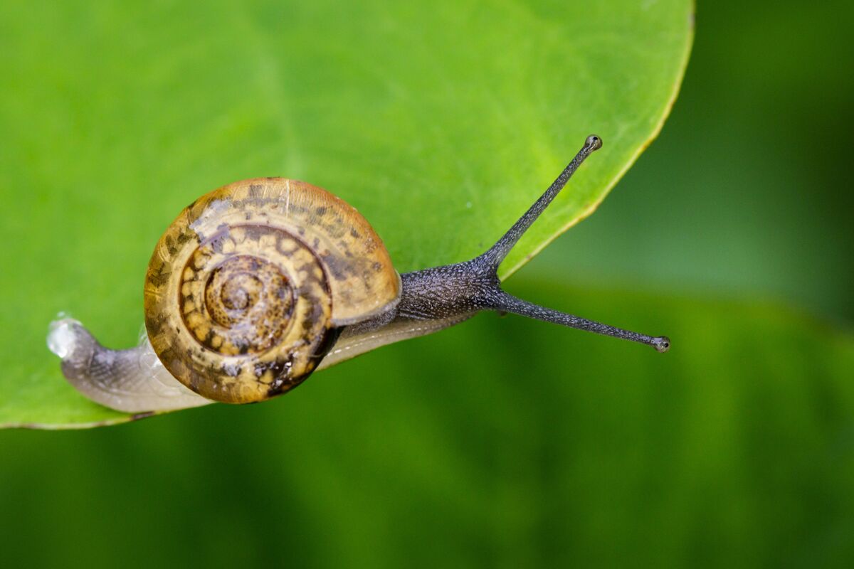 Snail Slime Hits Beauty Mainstream After Taking Korea by Storm - Bloomberg