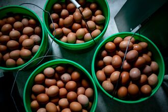 Poultry Farm Operations As Egg Prices Soar