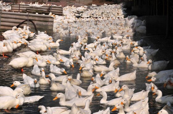 China's Duck Lovers Help Brazil Farmers as Virus Kills Hogs