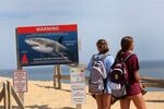 Shark Stress Has Cape Vacationers Weary