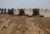 Russian Wheat Harvest as Record Prices Halt Export Boom