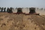 Combine harvesters drive through a field of wheat in Ust-Labinsk, Krasnodar, Russia.